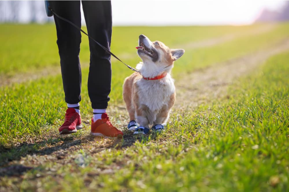 Walking with corgi puppy training