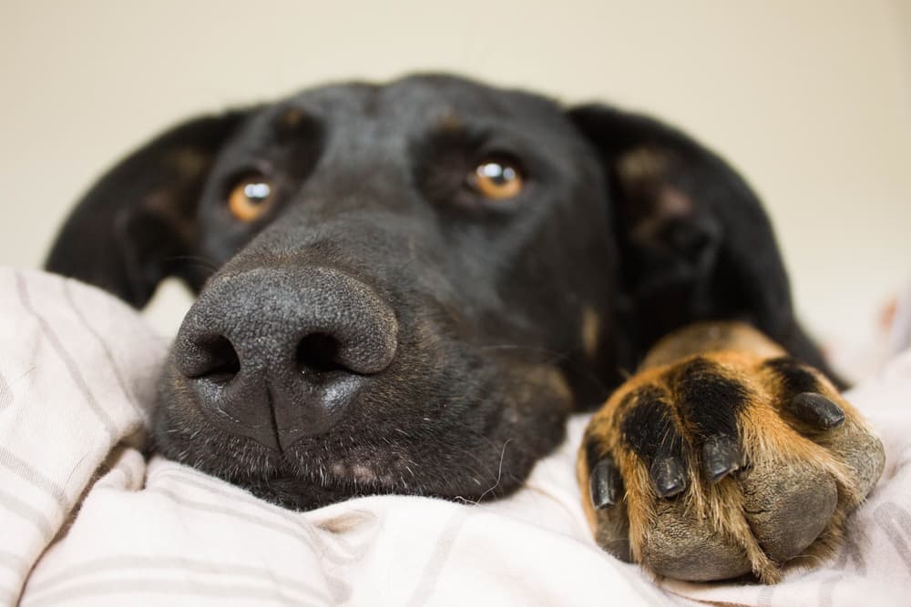 7 Ways to Tell Your Dog’s Nails Are Too Long