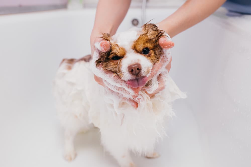 How to Bathe a Puppy: Tips, Schedule, and Grooming Essentials