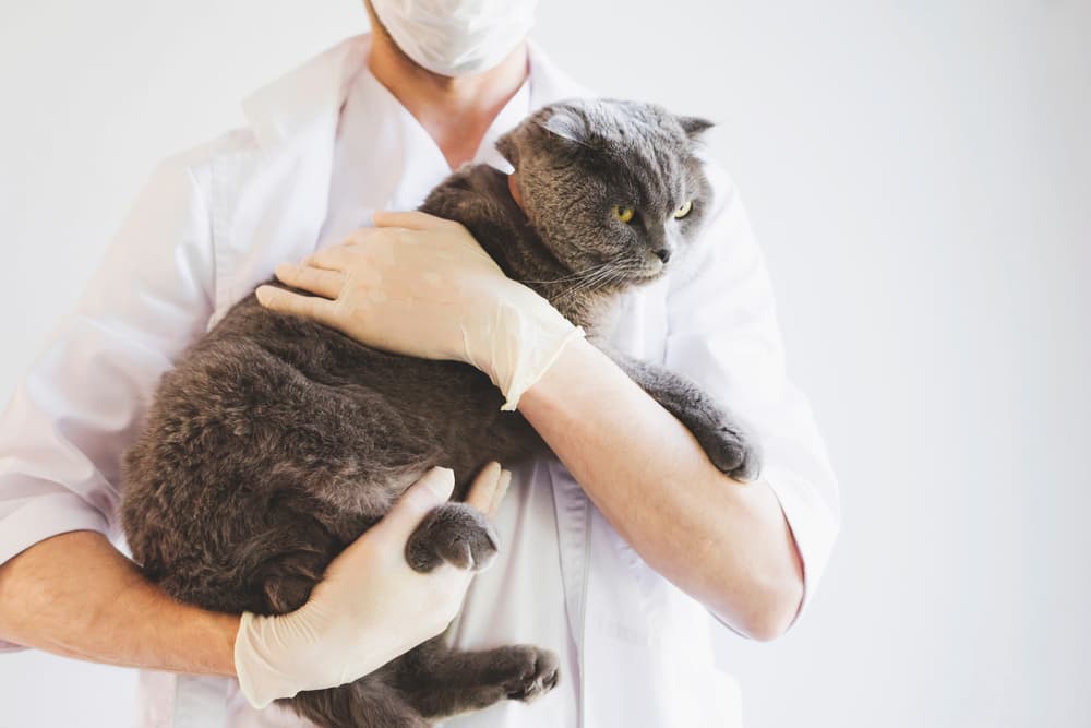 A veterinarian examines a gray Scottish fold cat
