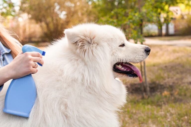 Girl treats Samoyed dog against fleas and ticks with natural spray
