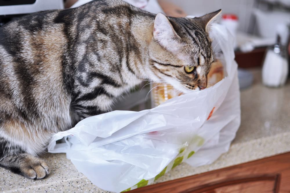 Cat with plastic bag on counter