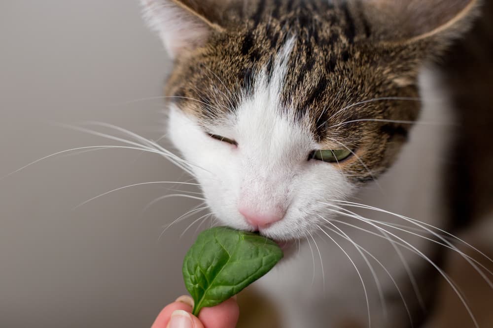 Can Cats Eat Spinach?