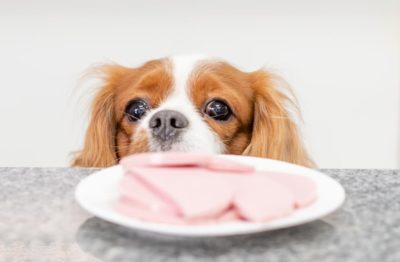 Can Dogs Eat Ham?