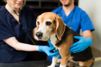 Kidney Infection in Dogs