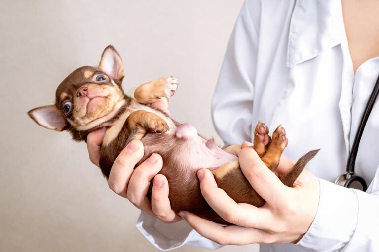 Vet holding a puppy with a hernia