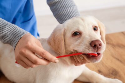 Brushing a Dog’s Teeth: Steps and Tips