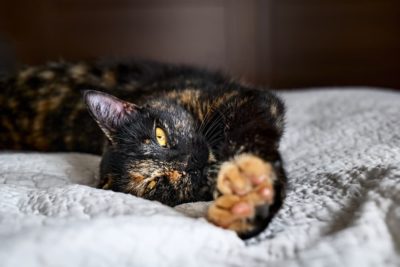 170 Tortoiseshell Cat Names That Are On Point