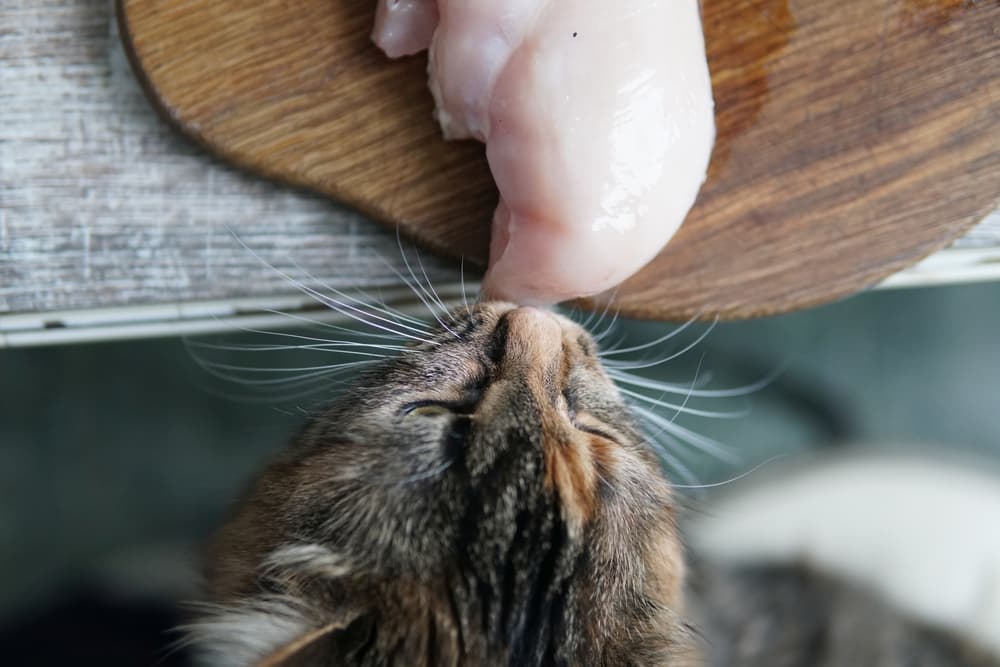 Can Cats Eat Raw Chicken?