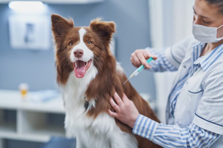 Canine Influenza Vaccine: All About the Dog Flu Shot