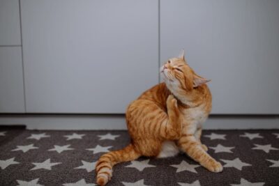 How Can I Soothe My Cat’s Itchy Skin?