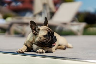 Heat Rash on Dogs: How to Recognize and Treat It
