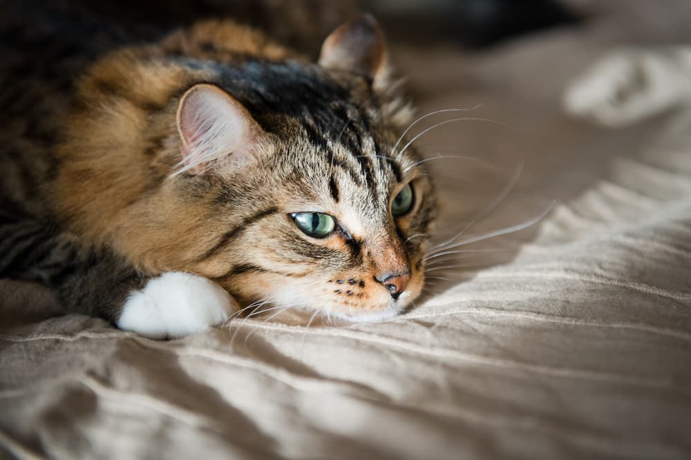 8 Signs Your Cat Isn’t Getting Enough Love