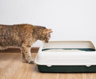 8 Types of Cat Litter: A Complete Guide