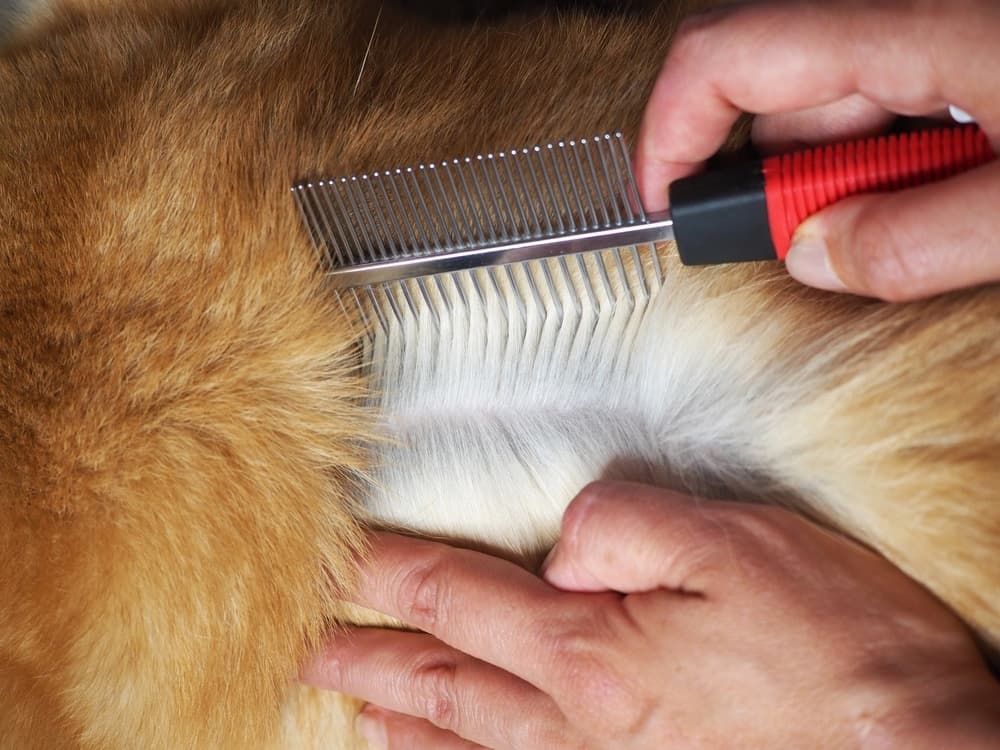 Pet owner parts dog's hair with comb