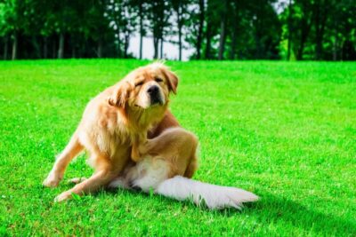 14 Dog Allergy Symptoms You Shouldn’t Ignore