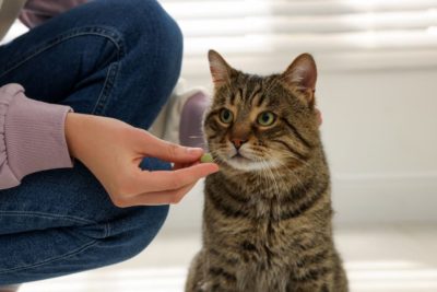 How to Give a Cat a Pill: Expert Tips and Tricks