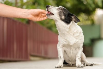 Yunnan Baiyao for Dogs: Benefits and Uses