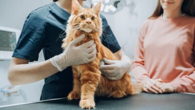 Treating Diabetes in Cats Without Insulin