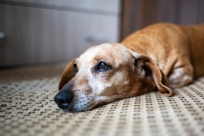 Do Dogs Know When They Are Dying? Experts Weigh In
