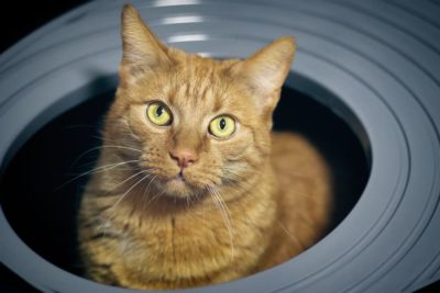 Toxoplasmosis in Cats