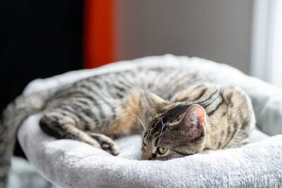 Kidney Disease in Cats Treatment Plan: Steps and What to Expect