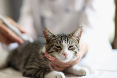 Kidney Infection in Cats