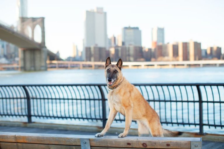 Dog with city skyline in background