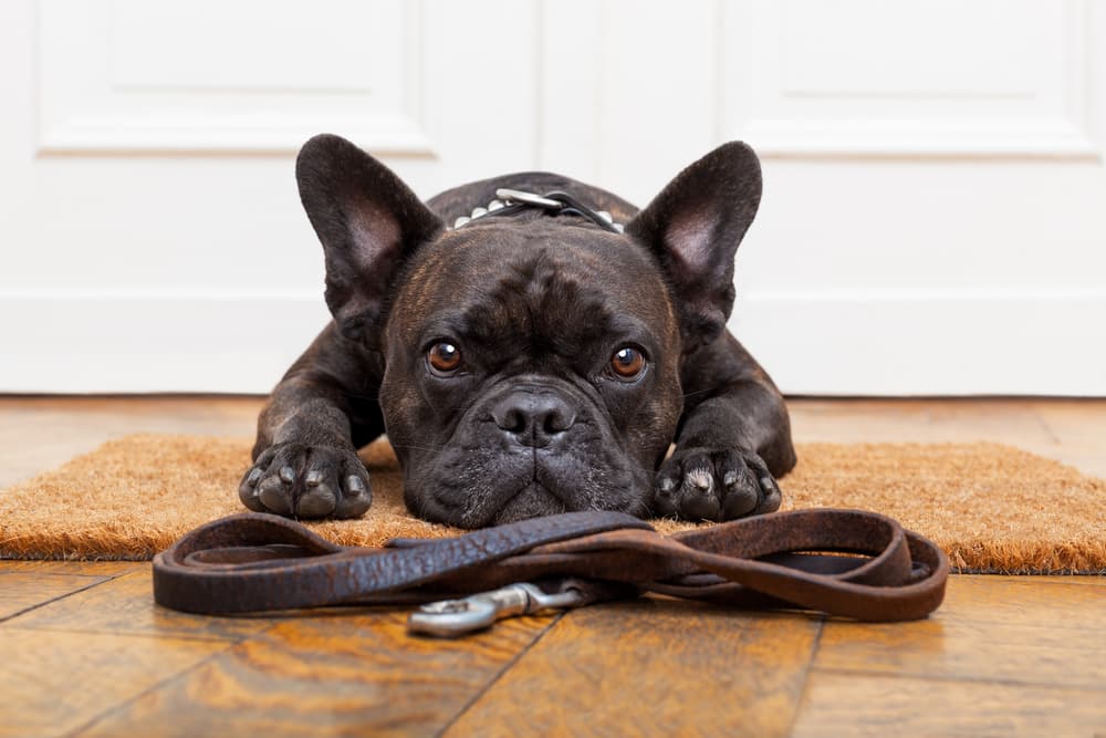 French bulldog looking sad by leash