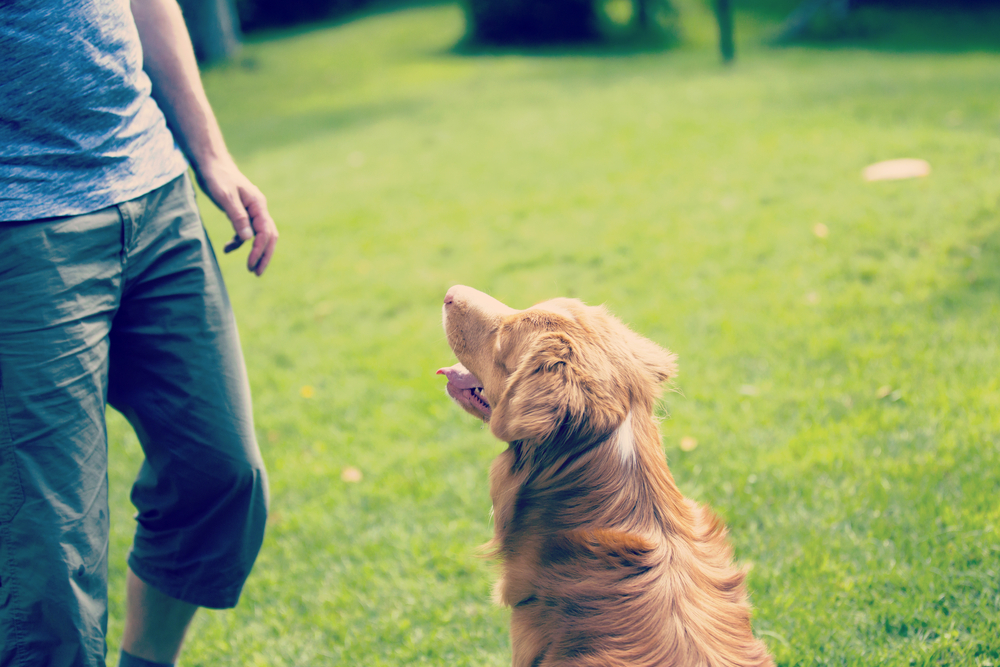 Dog sitting being trained outside