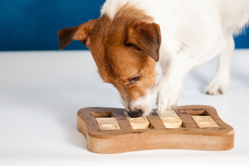 Dog with food toy puzzle