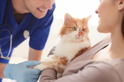 Hyperthyroidism in Cats Treatment Plan: Steps and What to Expect