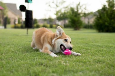 8 Dog Park Dangers You Need to Know