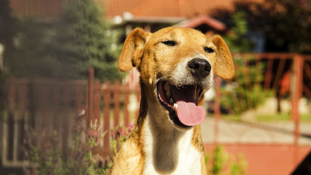 Dog Wheezing: What It Sounds Like and Why It Happens
