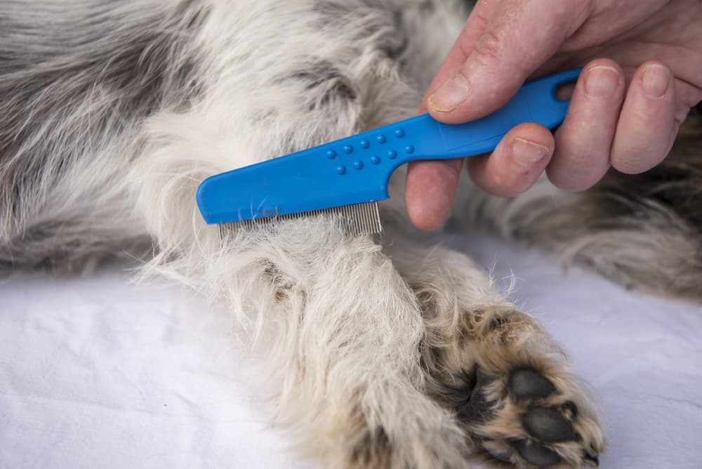 Using flea comb on dogs