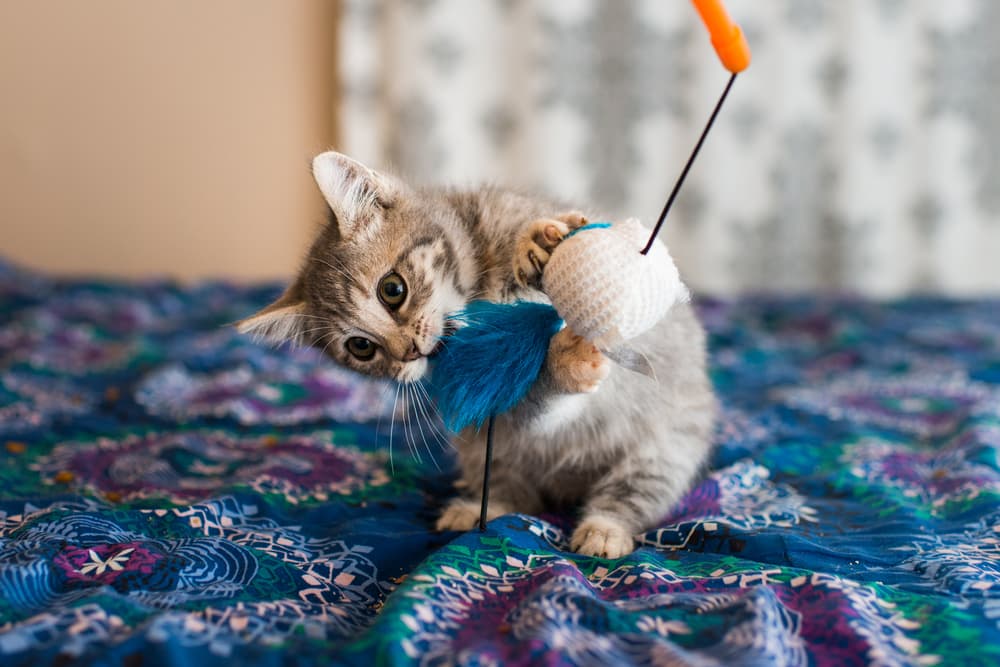 Kitten playing with a wand toy