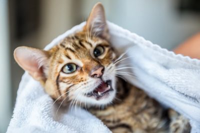 10 Cat Dental Problems to Watch Out For