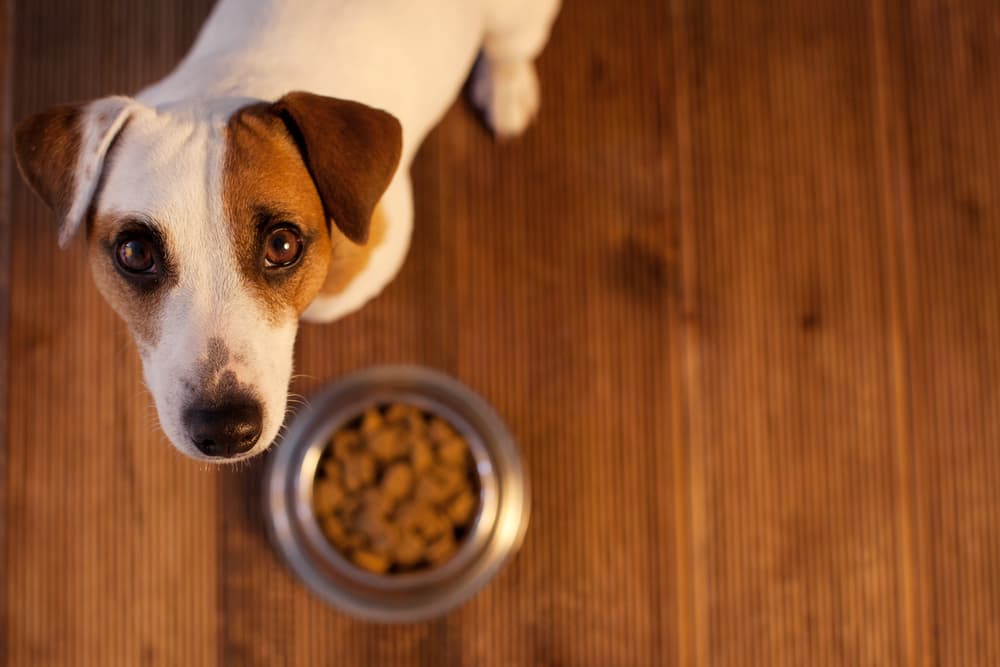 Aflatoxin in Dog Food: What You Need to Know