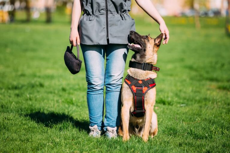 Dog sitting with trainer outdoors