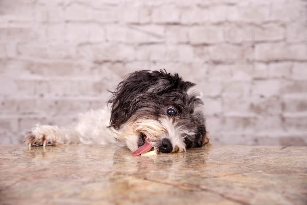 9 Toxins That Cause Seizures in Dogs