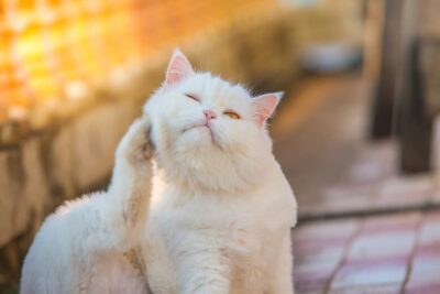 7 Symptoms of Allergies in Cats You Shouldn’t Ignore