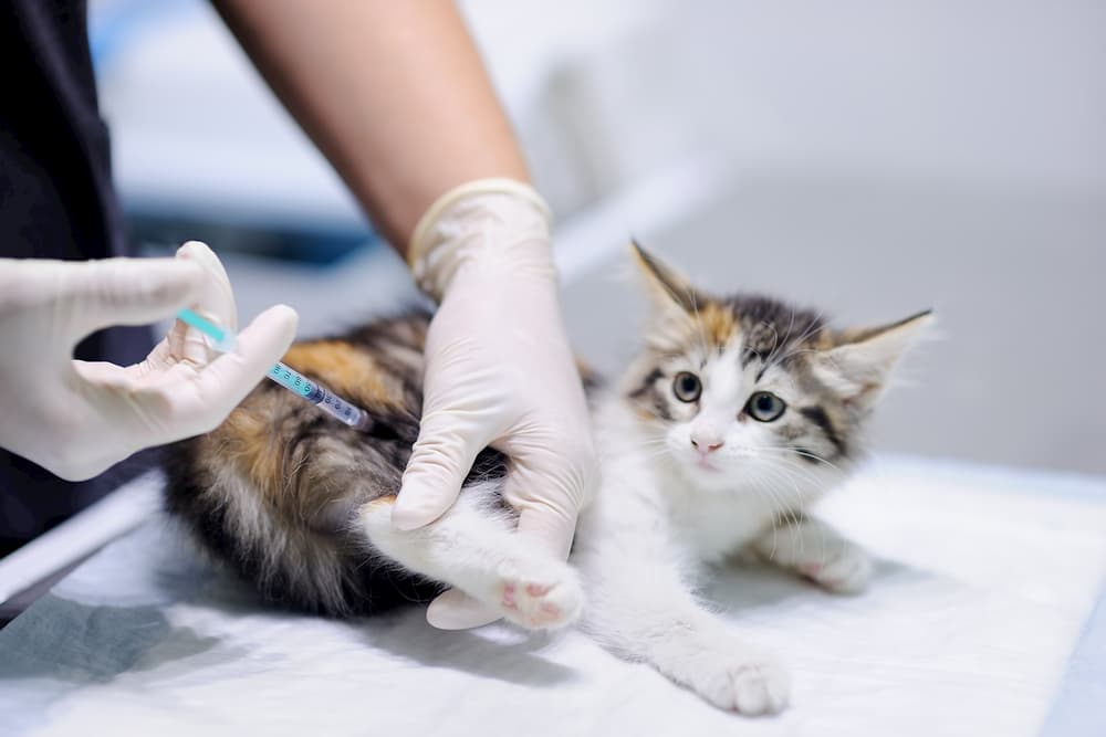 Feline Leukemia Vaccine (FeLV) for Cats