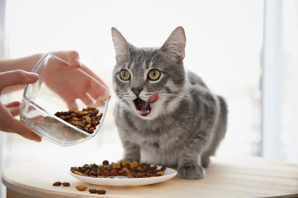 8 Cat Food Mistakes You Might Be Making