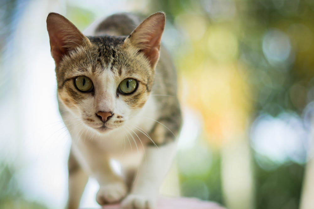 Feline Immunodeficiency Virus (FIV) in Cats