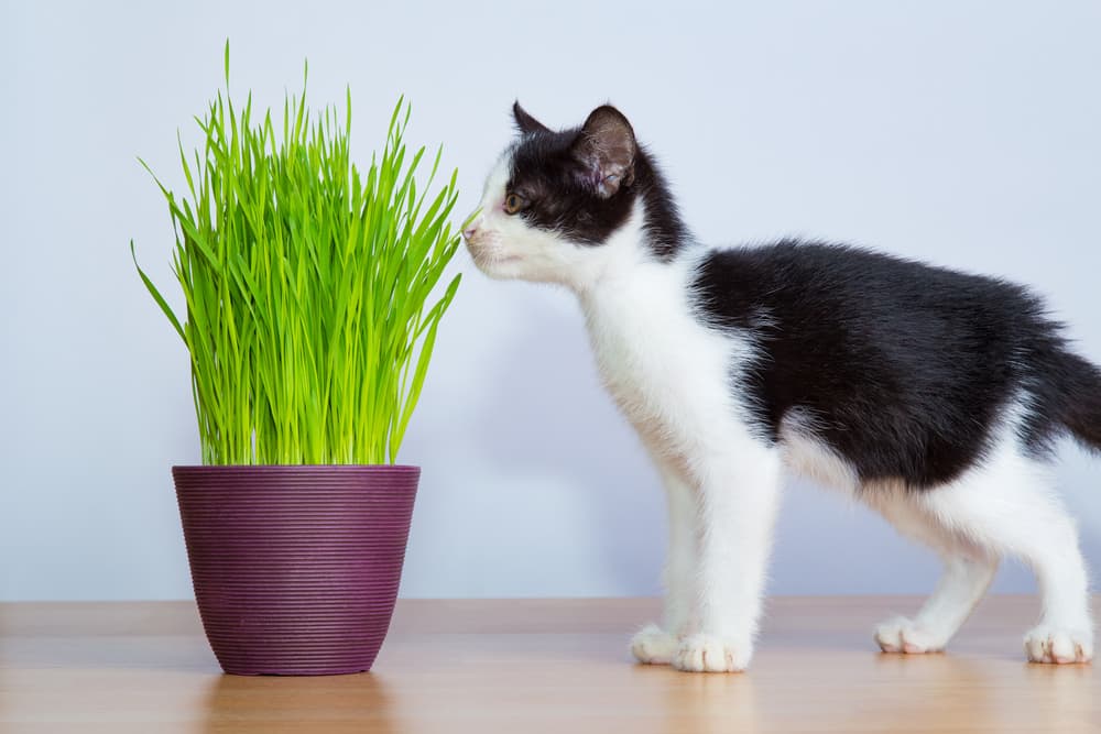 Wheatgrass for Cats: Benefits and Uses