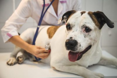 Can Dogs Have Heart Attacks?