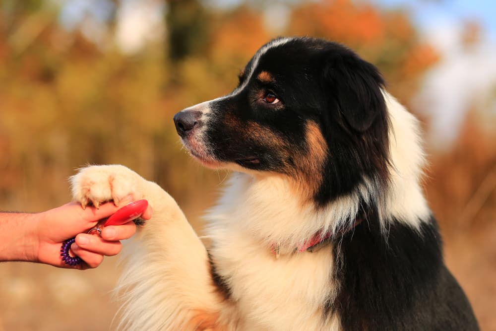 Dog sitting with a dog trainer outdoors