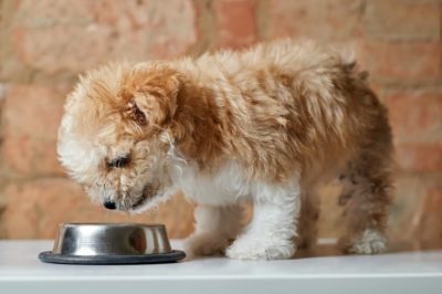 When to Switch to Adult Dog Food: 5 Signs It’s Time